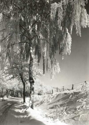 Osterzgebirge. Bäume mit Raureif an der Straße nach Frauenstein