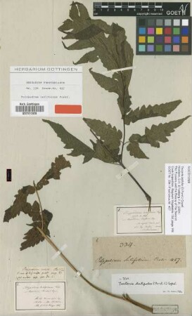 Polypodium latifolium G.Forst. [type]