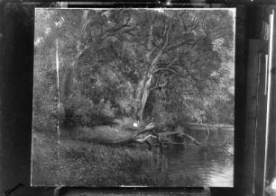Ufer mit alten Weiden. Öl auf Leinwand (o. Rahmen). um 1915