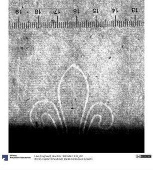 Lilie (Fragment)
