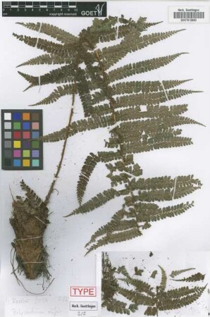 Polystichum rufum M.Kessler & A.R.Sm. [paratype]