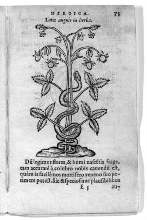 Latet anguis in herba.