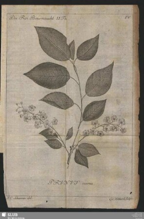 Prunus nana