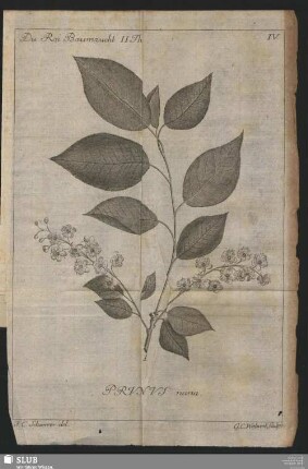 Prunus nana