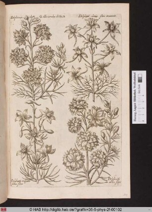[Rittersporn]
