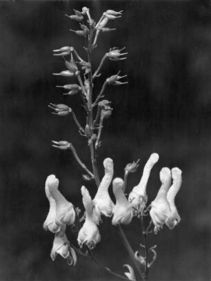 Dresden. Botanischer Garten, Wolfs-Eisenhut (Aconitum lycoctonum), auch Gelber Eisenhut, oder - je nach Unterart - Fuchs-Eisenhut genannt, Pflanzenart aus der Gattung Eisenhut (Aconitum)