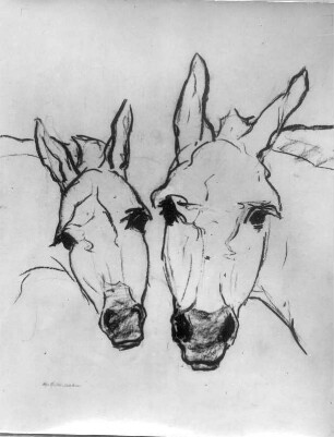 Zwei Pferdeköpfe : Zwei Pferdeköpfe. Kohlezeichnung (vor 1945; E. Richter). Dresden-Südvorstadt, Eisenstuckstraße, Atelier der Künstlerin