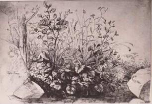 Gräser und Wiesenblumen