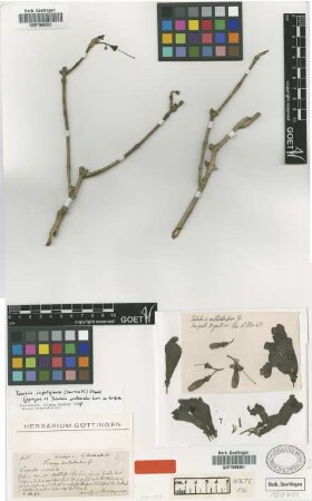 Tabebuia avellanedae Lorentz ex Griseb. [syntype]