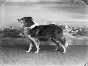 Collie