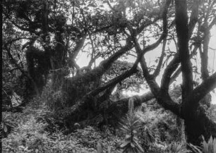 Baumvegetation beim Karisimbi : Vegetationsformen in einem Baum nahe des Vulkans Karisimbi