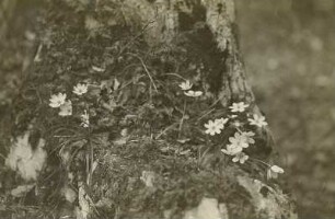 Tirol. Leberblümchen (Hepatica nobilis, Syn.: Anemone hepatica, Hepatica triloba) im Kaisertal bei Kufstein