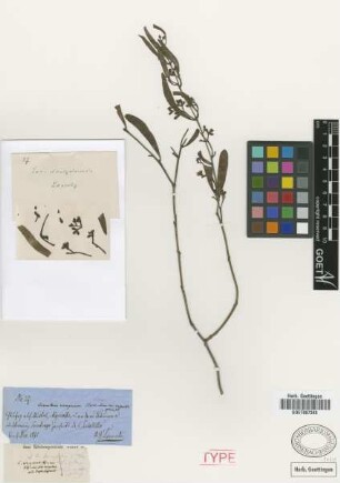 Loranthus uruguensis Hook. & Arn. var. Griseb. angustifolius