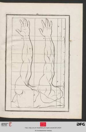 Taf. 12 [Arm (Proportionen; Kontur)]