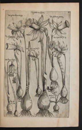 Taf. 21. [Narcissus]