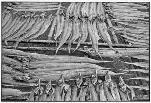 Nha Trang. Getrockneter Fisch