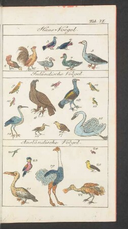Tafel VI. Haus-Voegel. Inländische Voegel. Ausländische Voegel.