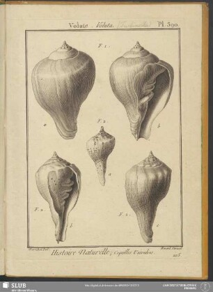 Pl. 390. Volute. Voluta