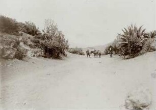 Vegetation der Riobamba-Ebne