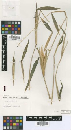 Zea mays L. subsp mexicana (Schrad.) H.H.Iltis