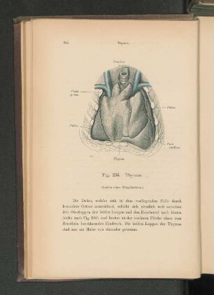 Fig. 236. Thymus.