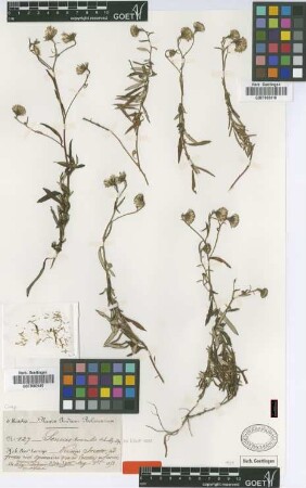 Senecio tenuicaulis Sch.Bip. ex Klatt [type]