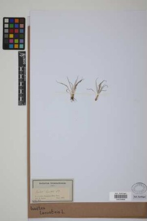 Isoetes lacustris L.