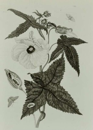 Metamorphisis Insectorum Surinamensium