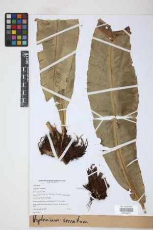 Asplenium serratum L.