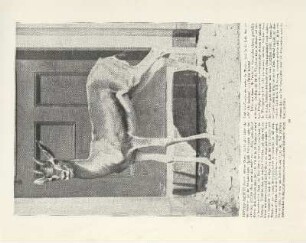Rotstirn-Gazelle