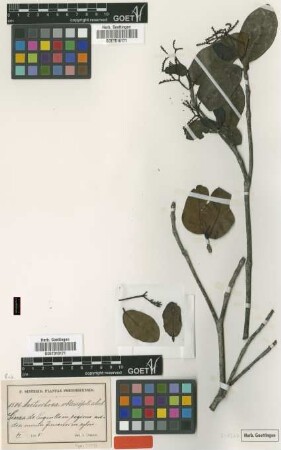 Antirrhoea obtusifolia Urb.