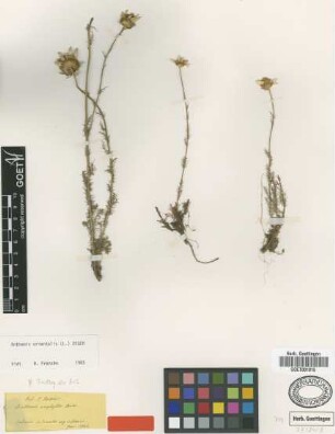Anthemis orientalis (L.) Degen
