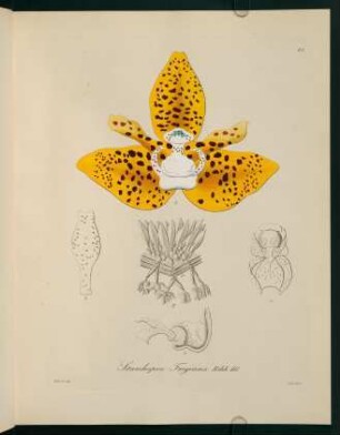 82r-82v, Stanhopea Fregeana