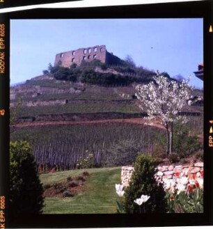 Die Burgruine in Staufen