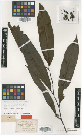 Guatteria dolicophylla R.E.Fr. [isotype]