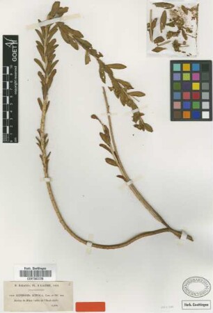Euphorbia luteola Coss. & Durieu [type]