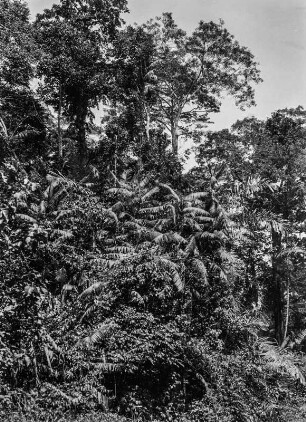 Urwald auf Sumatra : Bäume aus dem Urwald Sumatras.