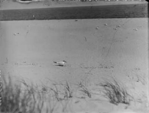 Raubseeschwalbe : Lachmöwe (Hydroprogne caspia, Syn.: Sterna caspia) lässt sich zum Brütern auf das Nest nieder.
