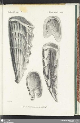Pl. 556