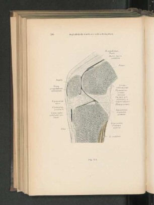 Fig. 611. Sagittalschnitt durch ein rechtes Kniegelenk.