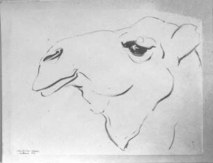 Kamelskopf. Kohlezeichnung (1934; E. Richter). Dresden-Südvorstadt, Eisenstuckstraße, Atelier der Künstlerin