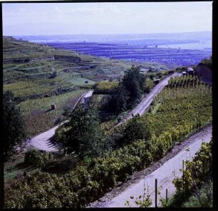Ihringen: Serpentinenweg im Weinberg, von oben