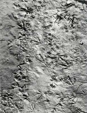 Mövenspuren am Strand