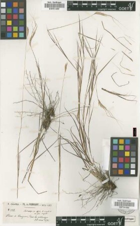 Andropogon sp.