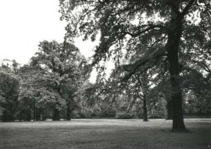 Dresden. Großer Garten. Gruppe starker Eichen am Dammweg an der Nordwest-Ecke des Zoos. Blick nach Südost