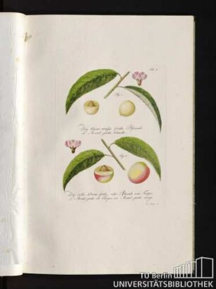 Tab. 6. Fig. 1. Die kleine weisse frühe Pfirsich. L'Avant peche blanche. Fig. 2. Die rothe kleine frühe, oder Pfirsich von Troyes. L'Avant peche de Troyes, ou Avant peche rouge.