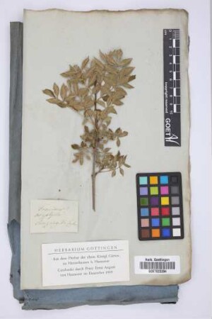 Fraxinus oxyphylla
