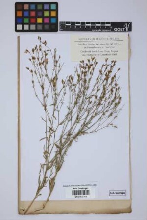 Linum tenuissimum