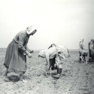 Frauen bei der Feldarbeit : Kleidung - Schleifer Tracht. Ort: Slepo / Schleife. Frauen in Arbeitstracht der Schleifer Region bei der Feldarbeit.