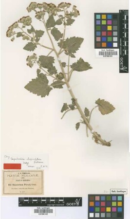 Eupatorium parryi A.Gray
